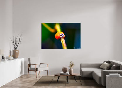 66 x 44″, Glossy Canvas Dew-Kissed Ladybug