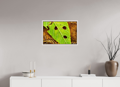 24 x 16″, Floater Frame Maple White Flabbergasted