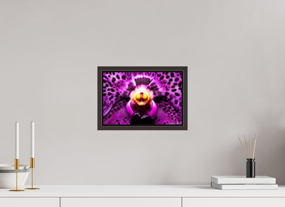 12 x 8″, Floater Frame Alder Brown Piercing Gaze