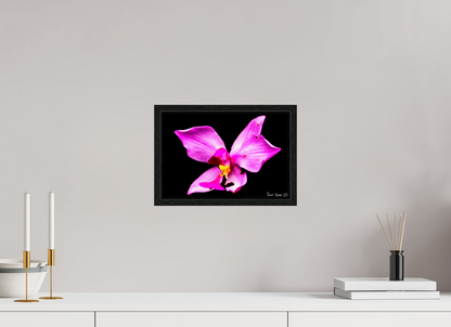 12 x 8″, Floater Frame Black Oak Efflorescence