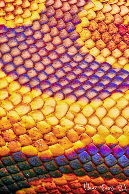 Main image Python’s Iridescence