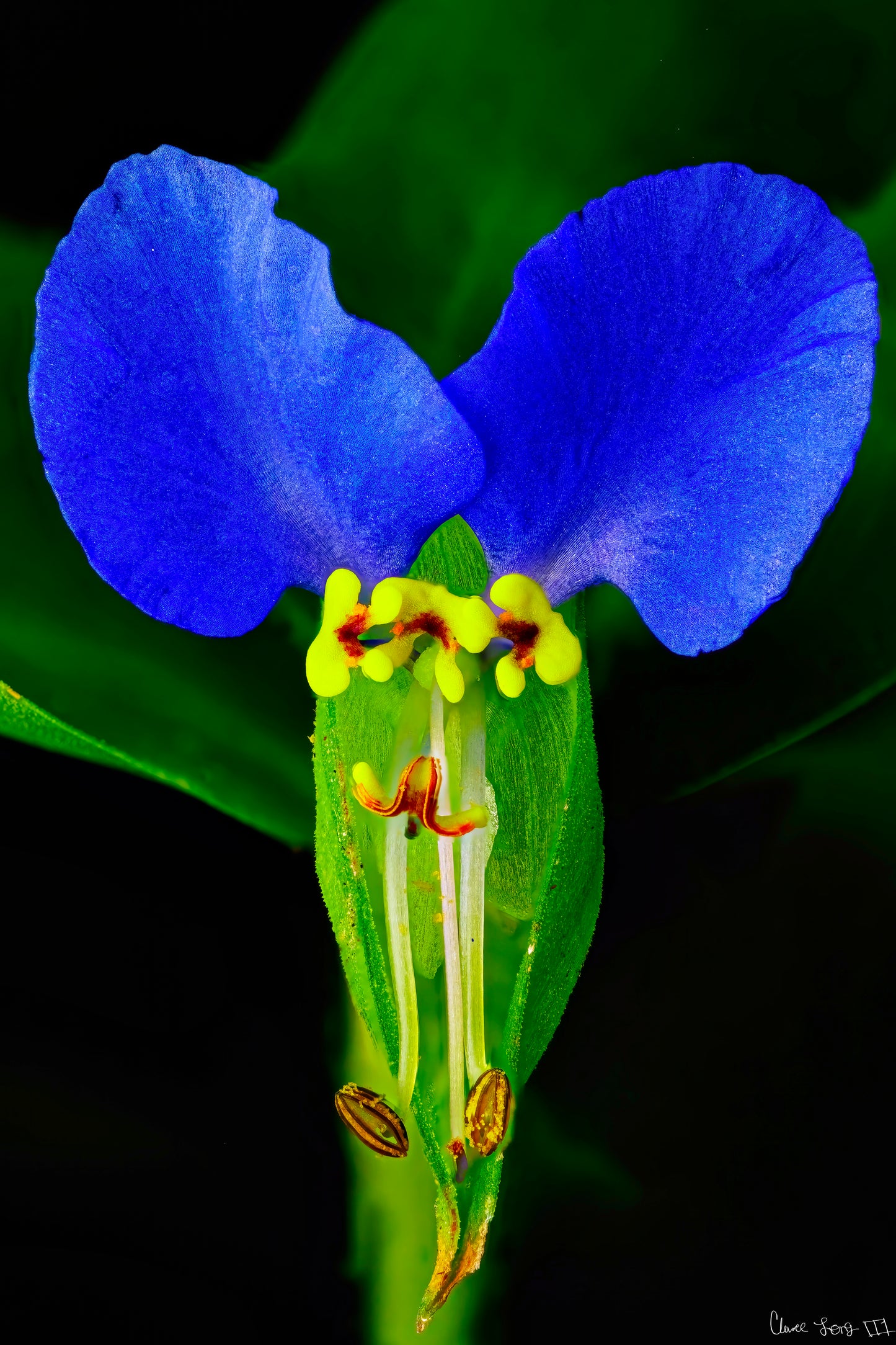 Asiatic Dayflower