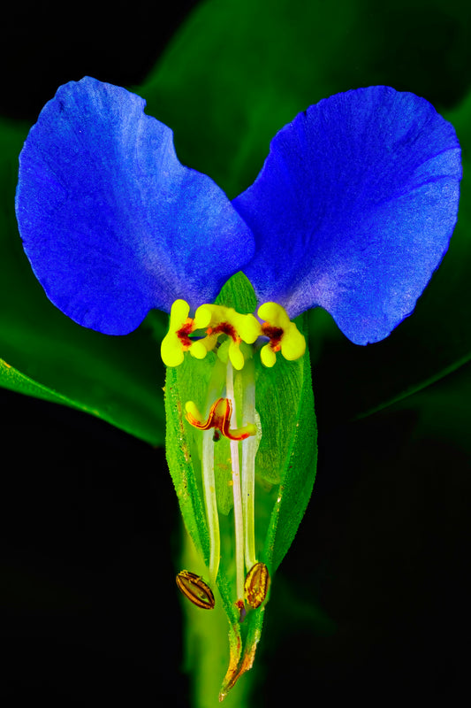 Asiatic Dayflower