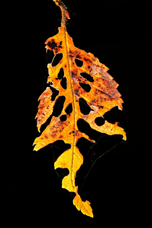 Autumn's Vengeance