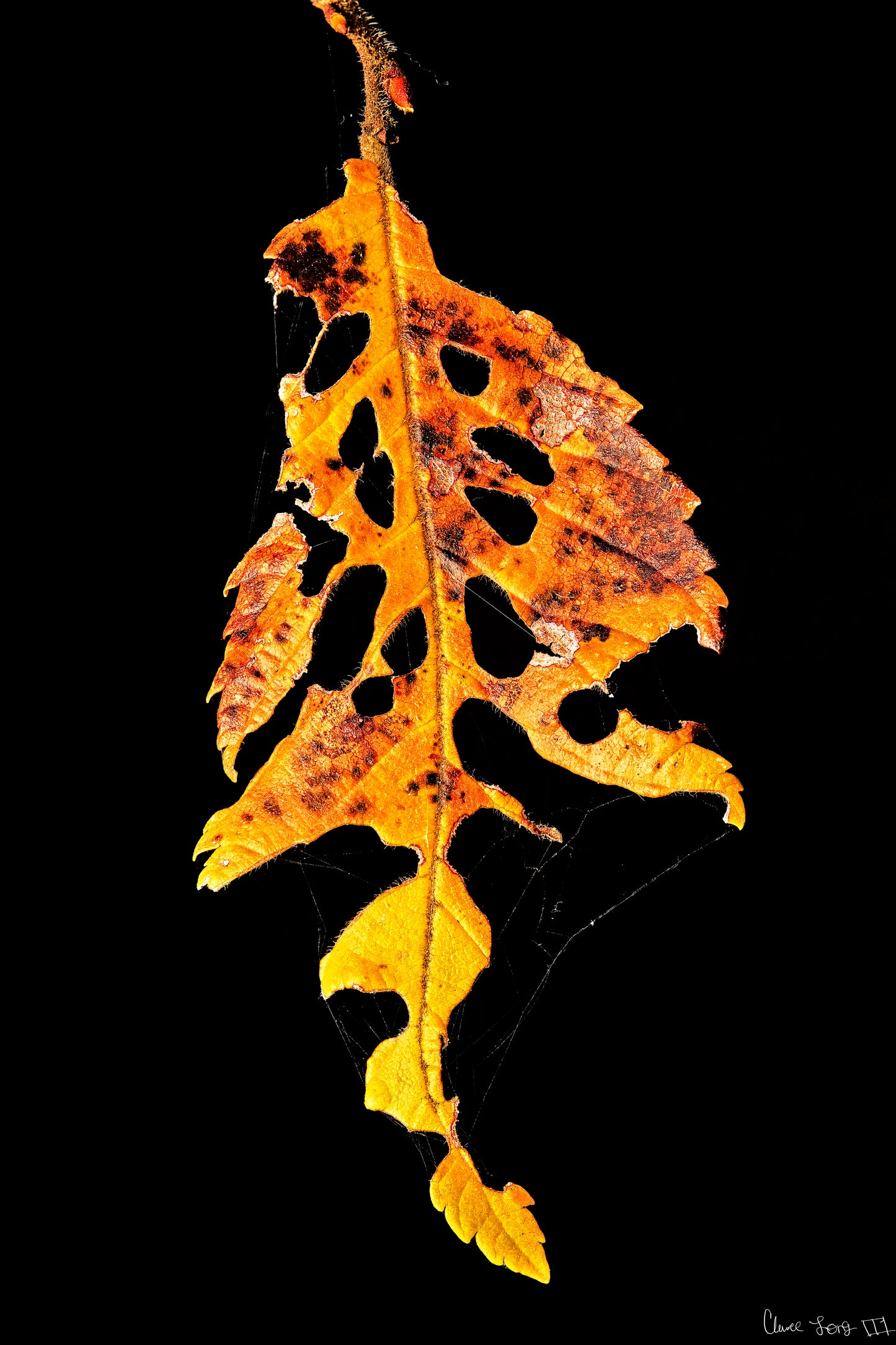 Autumn's Vengeance