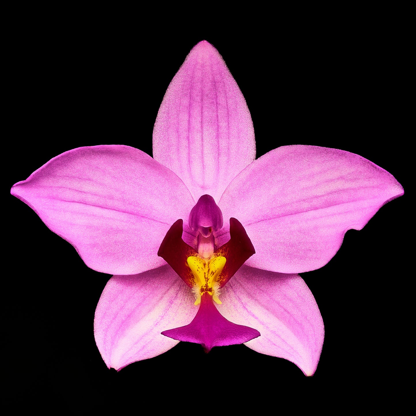 Bubblegum Star