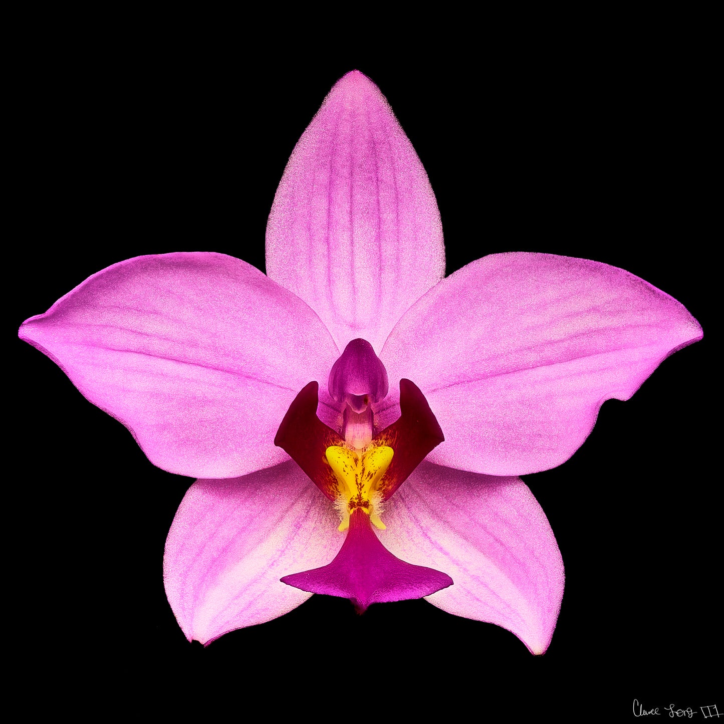 Bubblegum Star