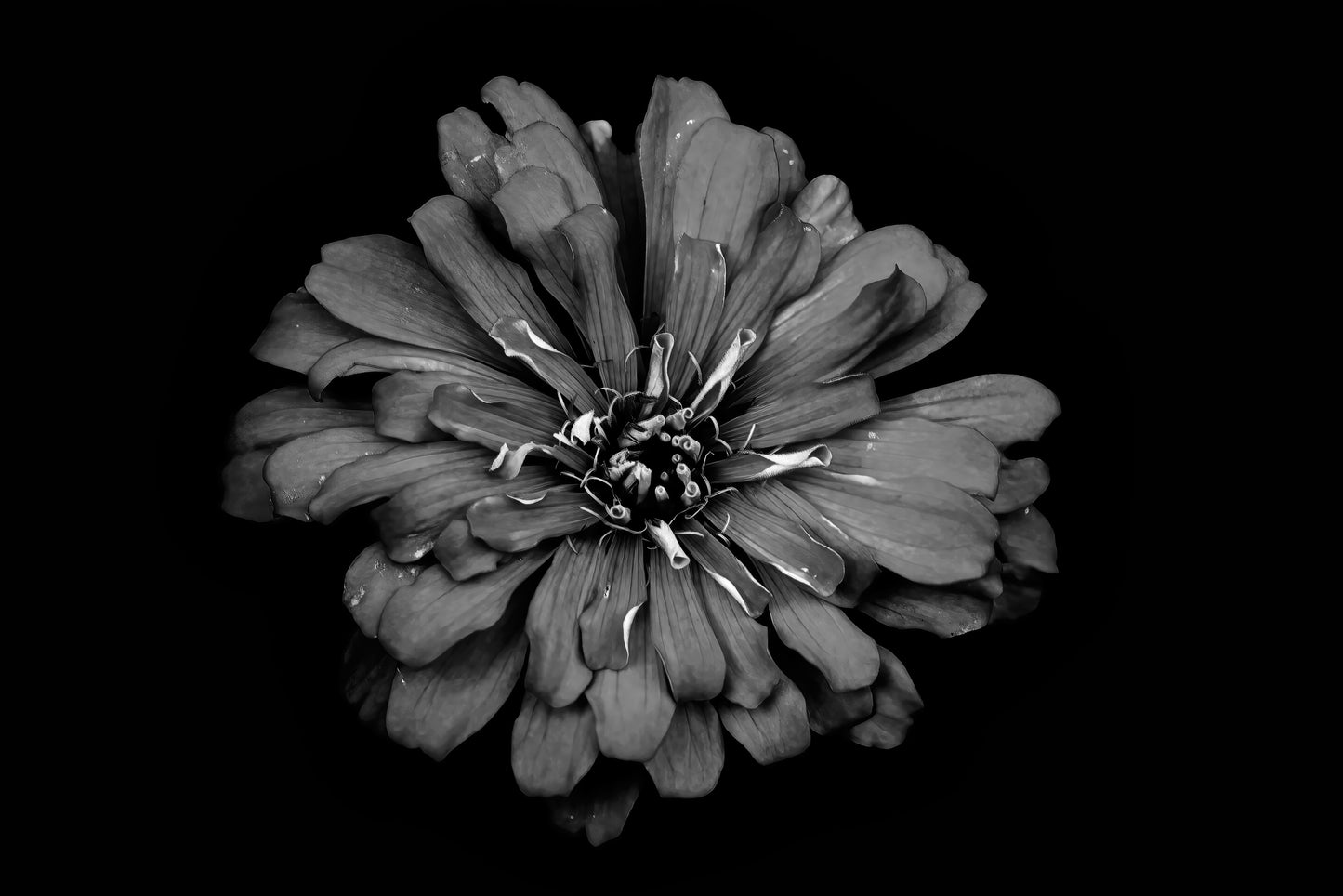 Carbon Zinnia