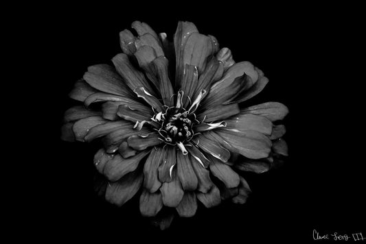 Carbon Zinnia