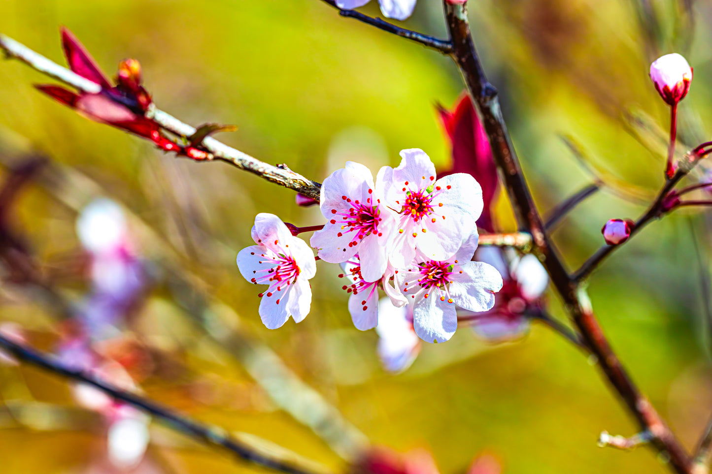 Cherry Blossom
