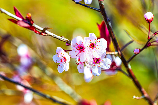 Cherry Blossom