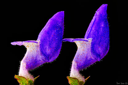 Coleus Barbatus