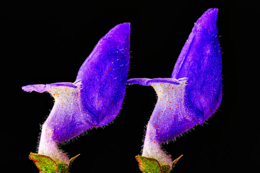 Coleus Barbatus