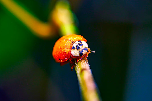 Dew-Kissed Ladybug
