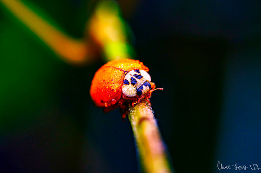 Dew-Kissed Ladybug