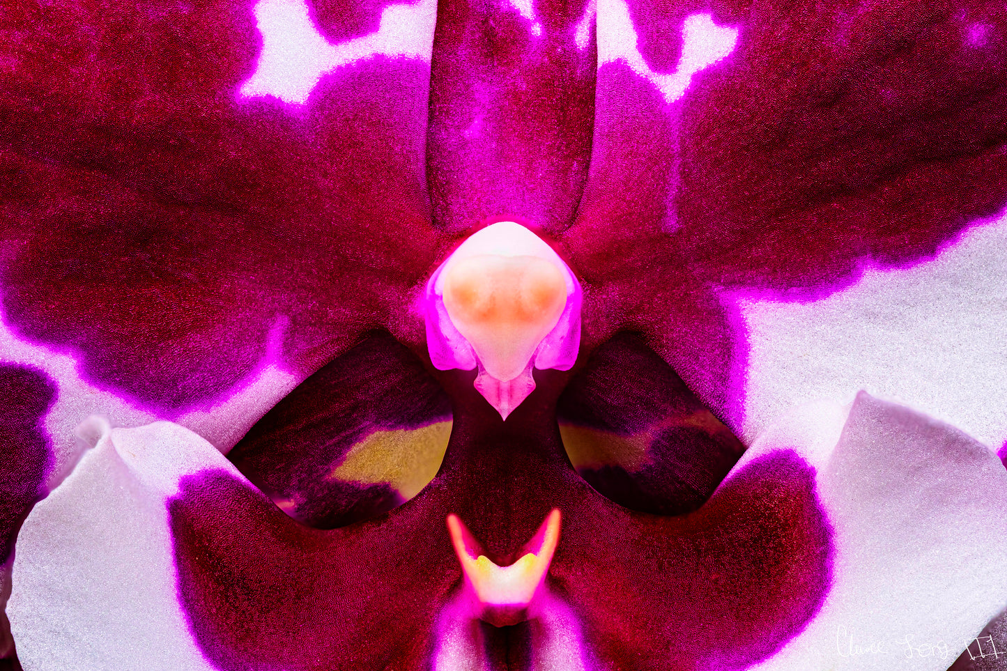 Droid Orchid