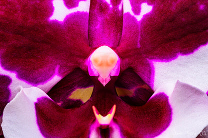 Droid Orchid