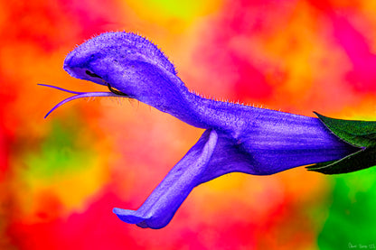 Eden’s Serpent