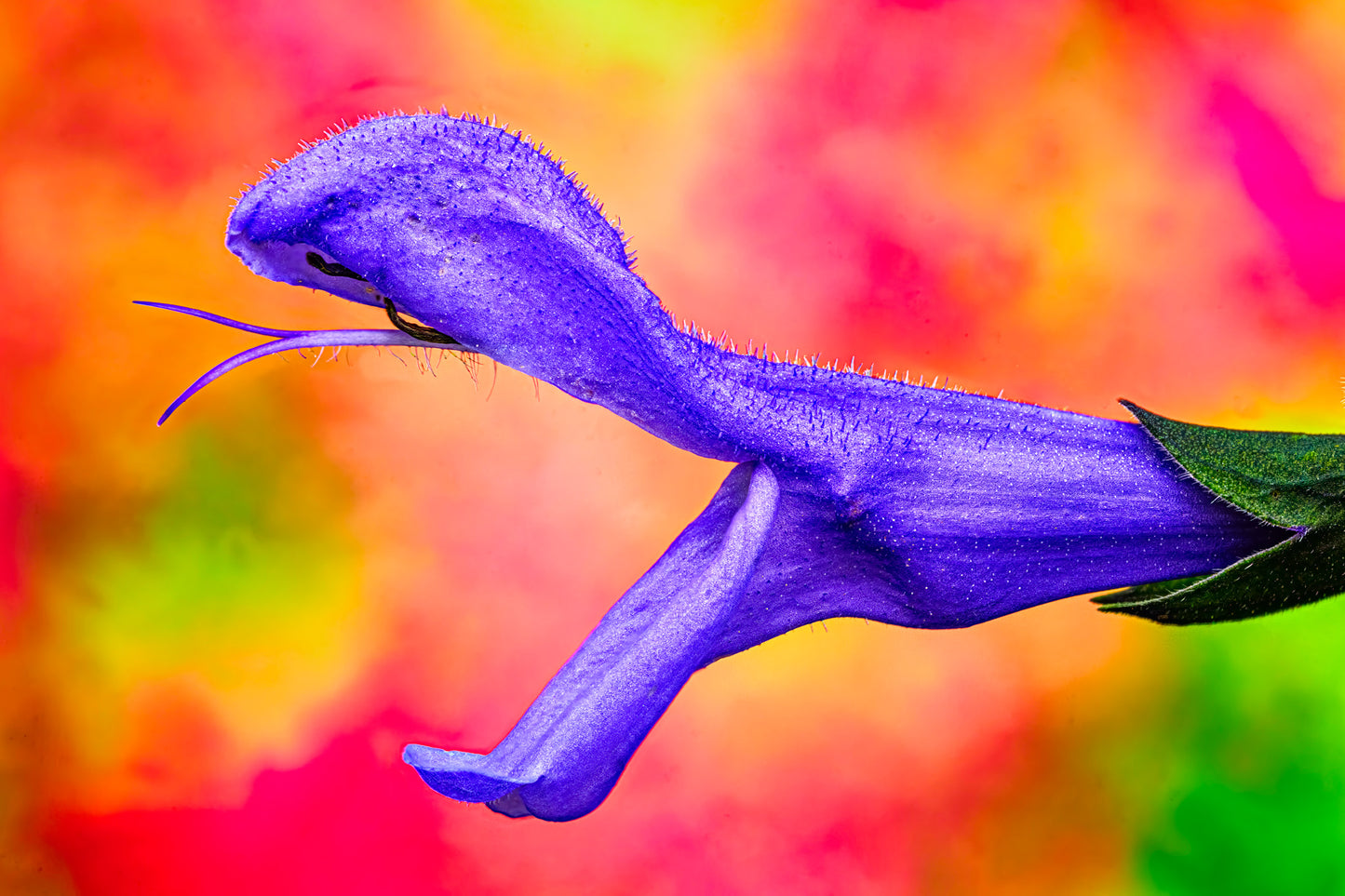 Eden’s Serpent