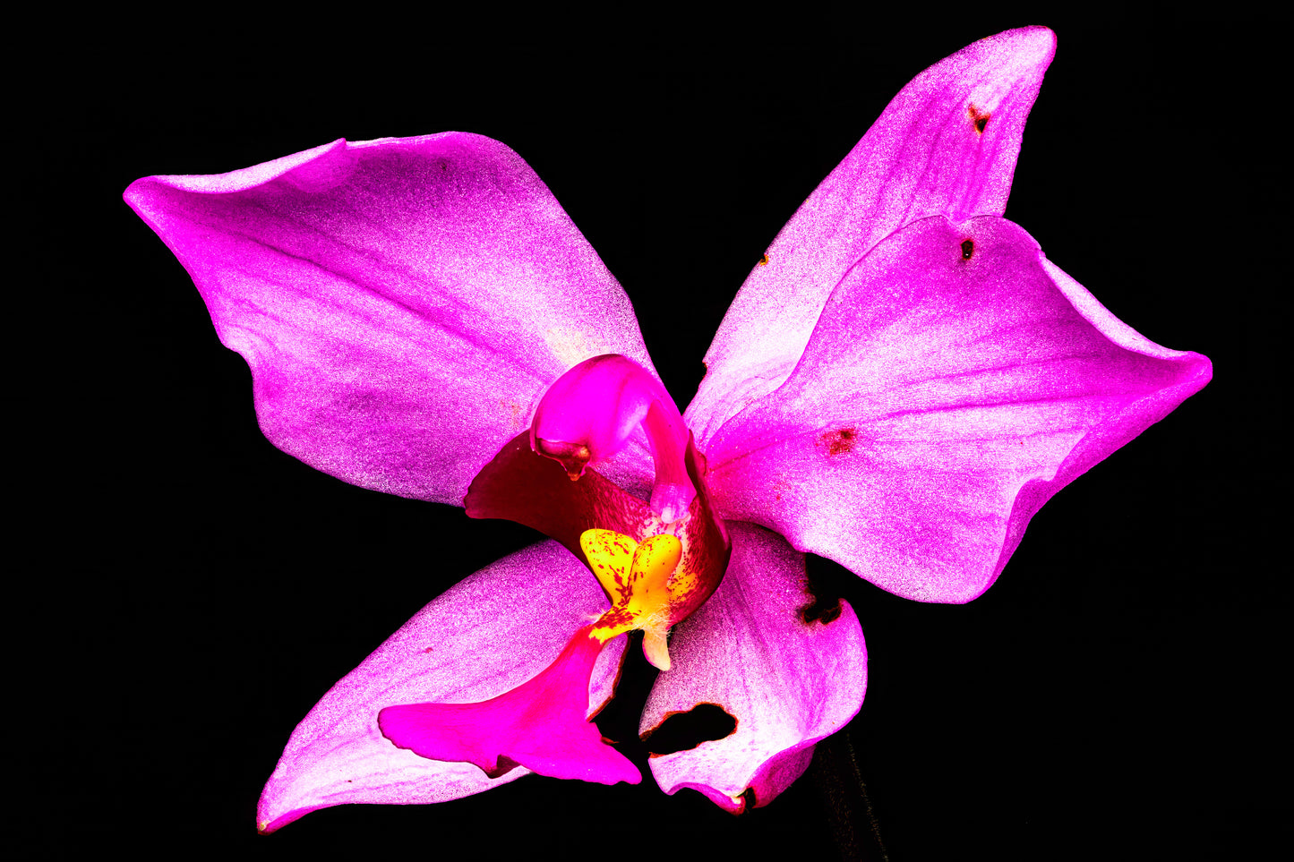 Efflorescence
