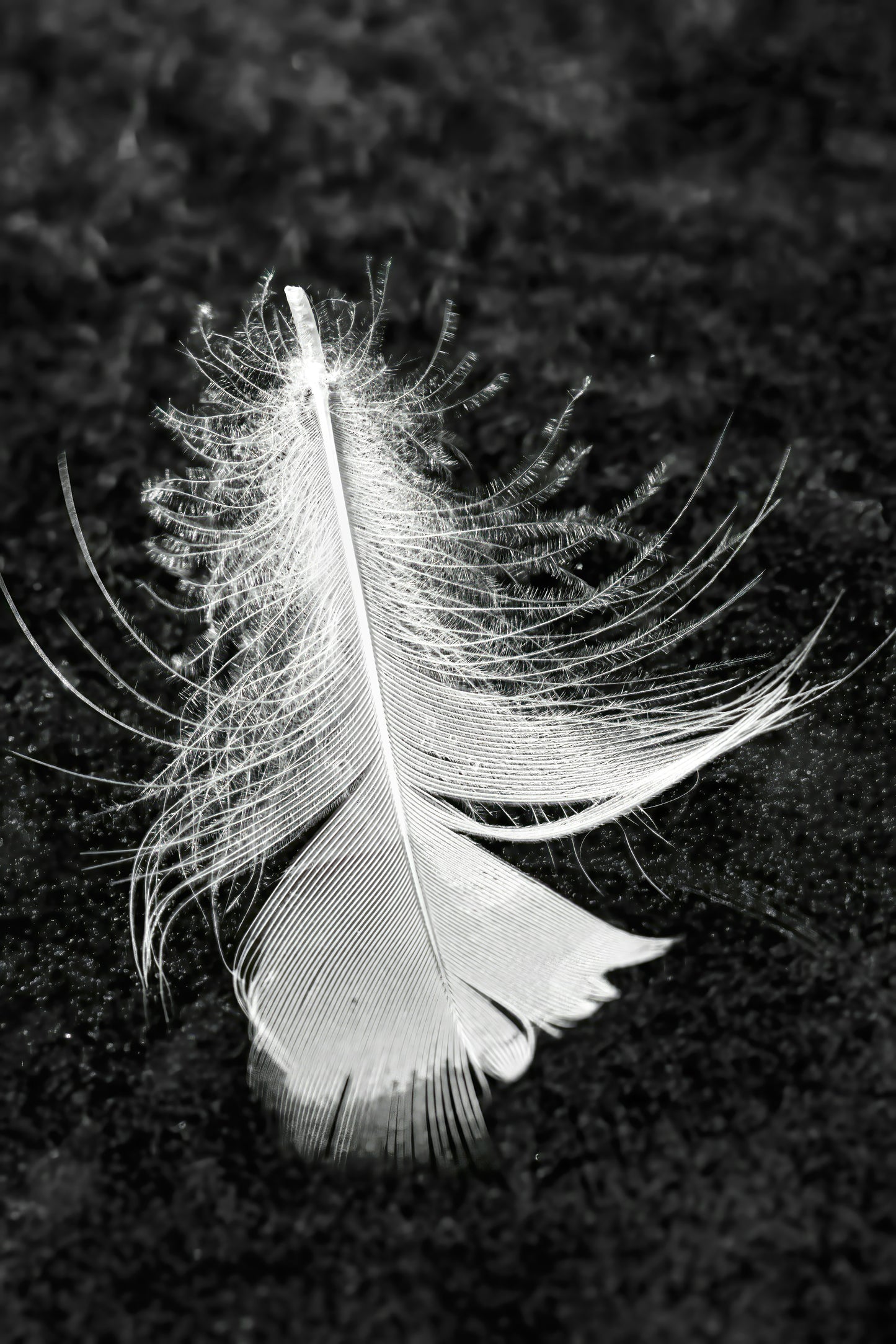 Feather On Ice