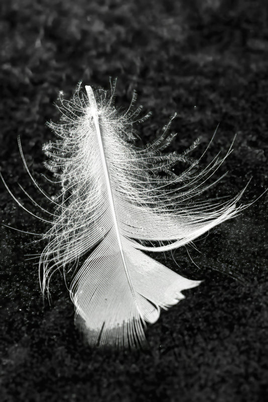 Feather On Ice