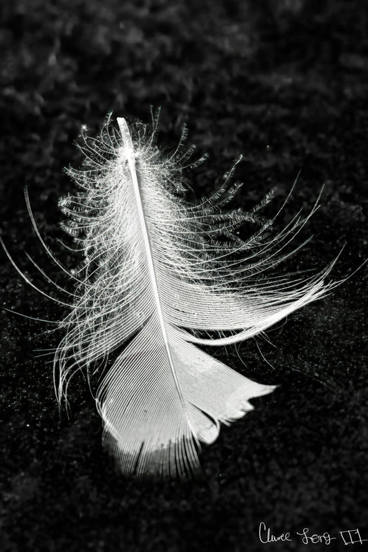 Feather On Ice