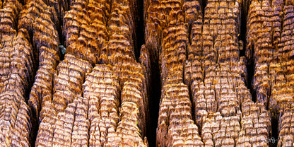 Fissure