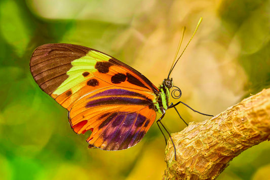 Flamboyance