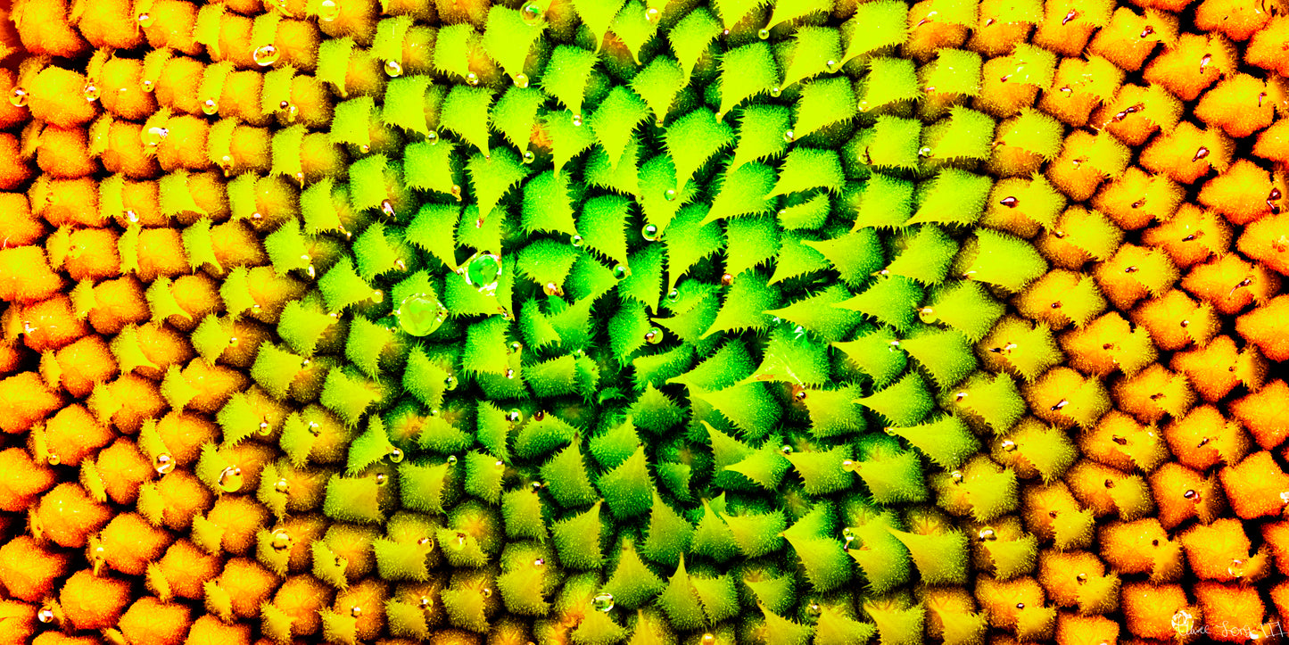 Geometric Harmony