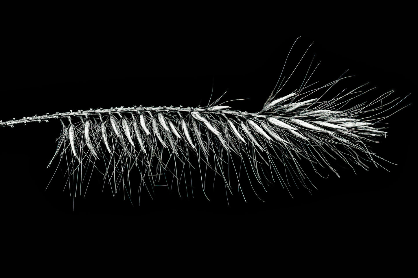 Hallucigenia