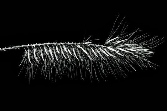 Hallucigenia