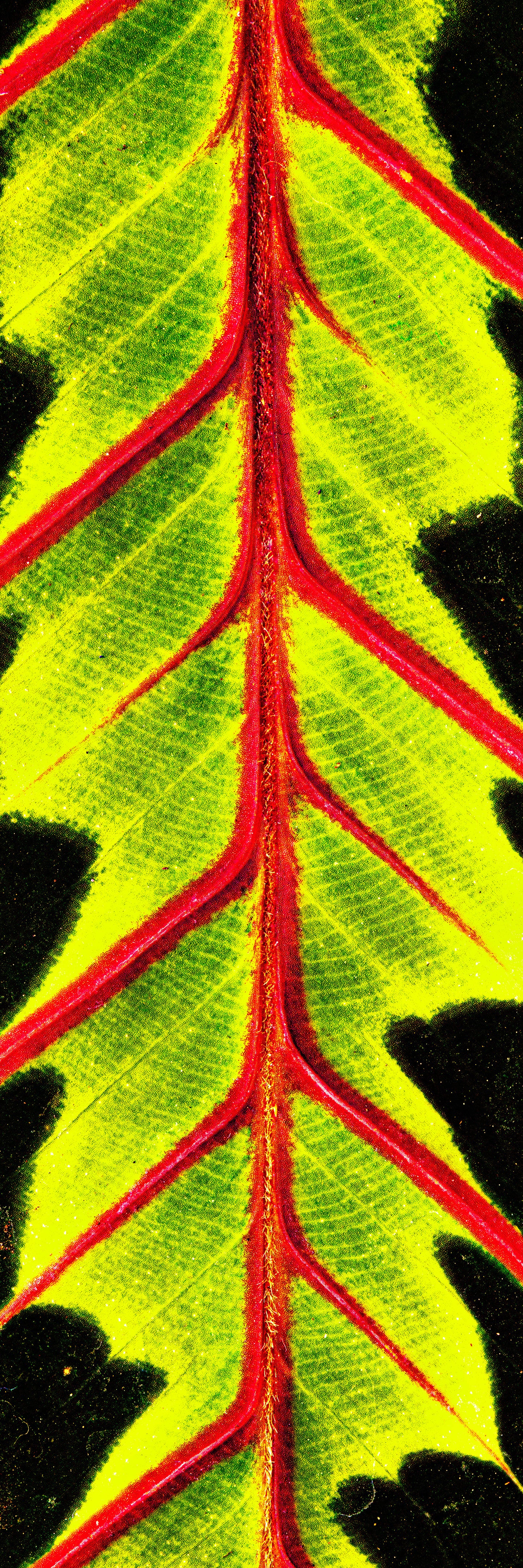 Highlighted Maranta