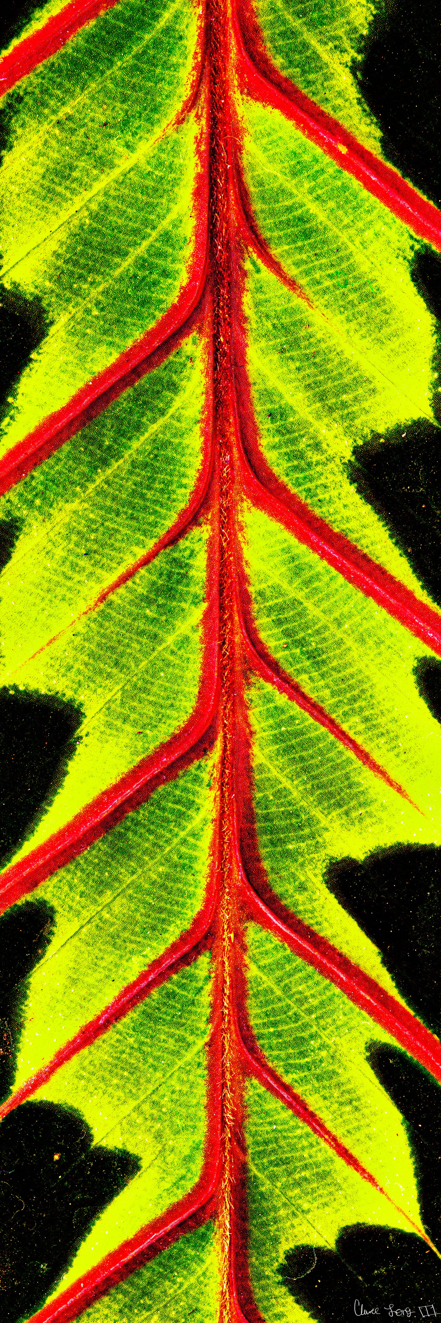 Highlighted Maranta