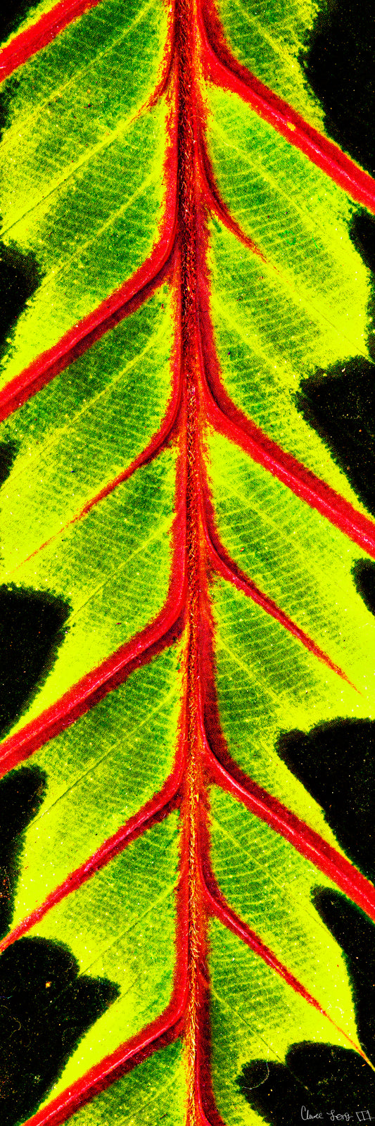 Highlighted Maranta