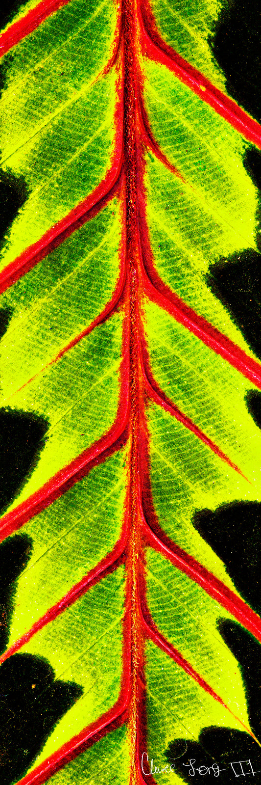 Highlighted Maranta