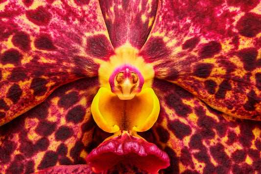 Ignis Victoriae