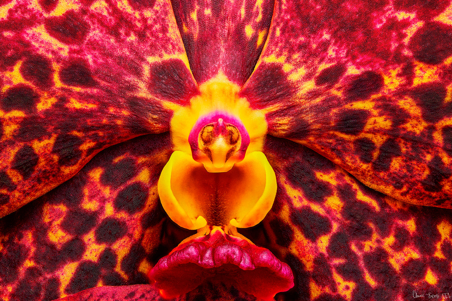 Ignis Victoriae