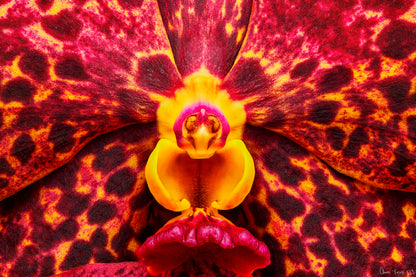 Ignis Victoriae