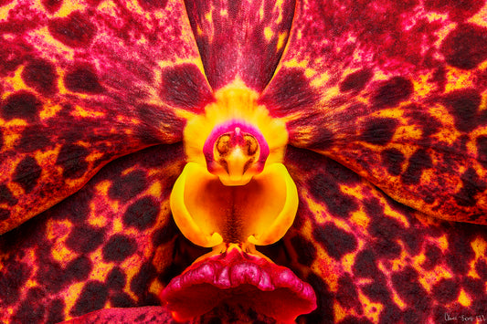 Ignis Victoriae