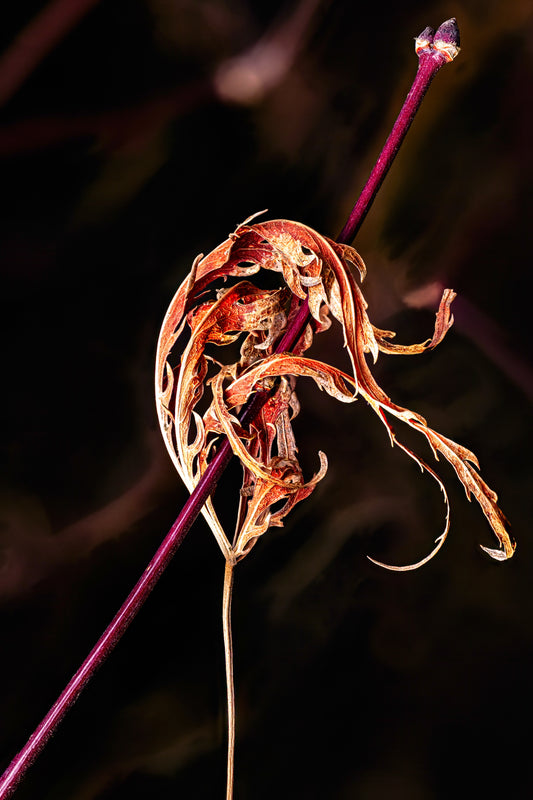 Impaled