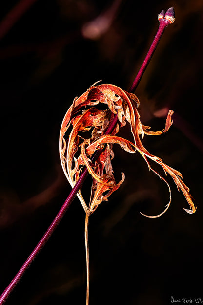 Impaled