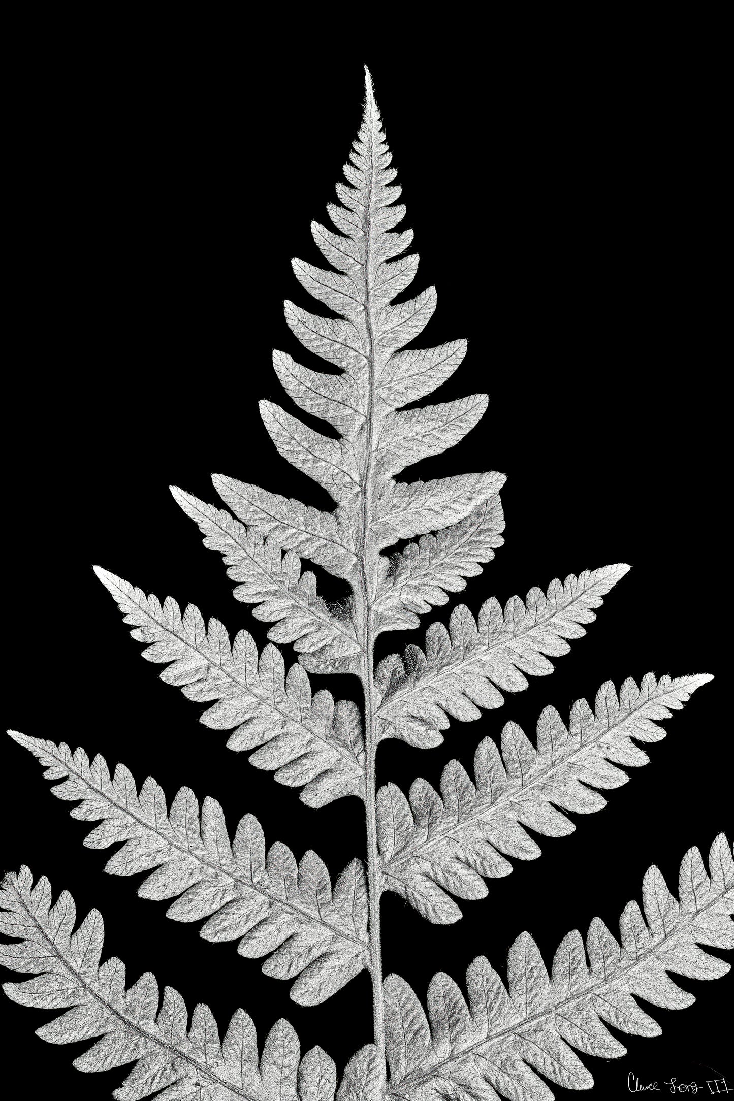 Inverted Viridescence