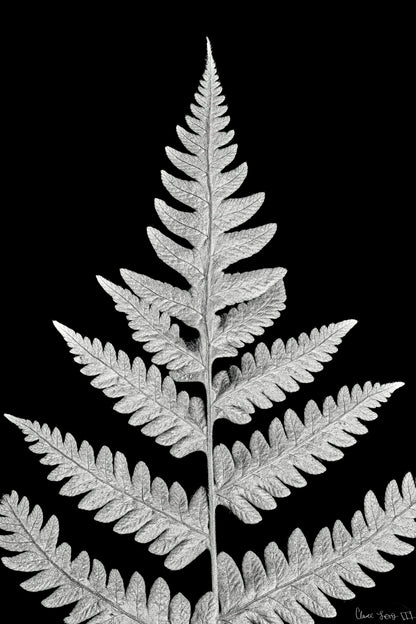 Inverted Viridescence