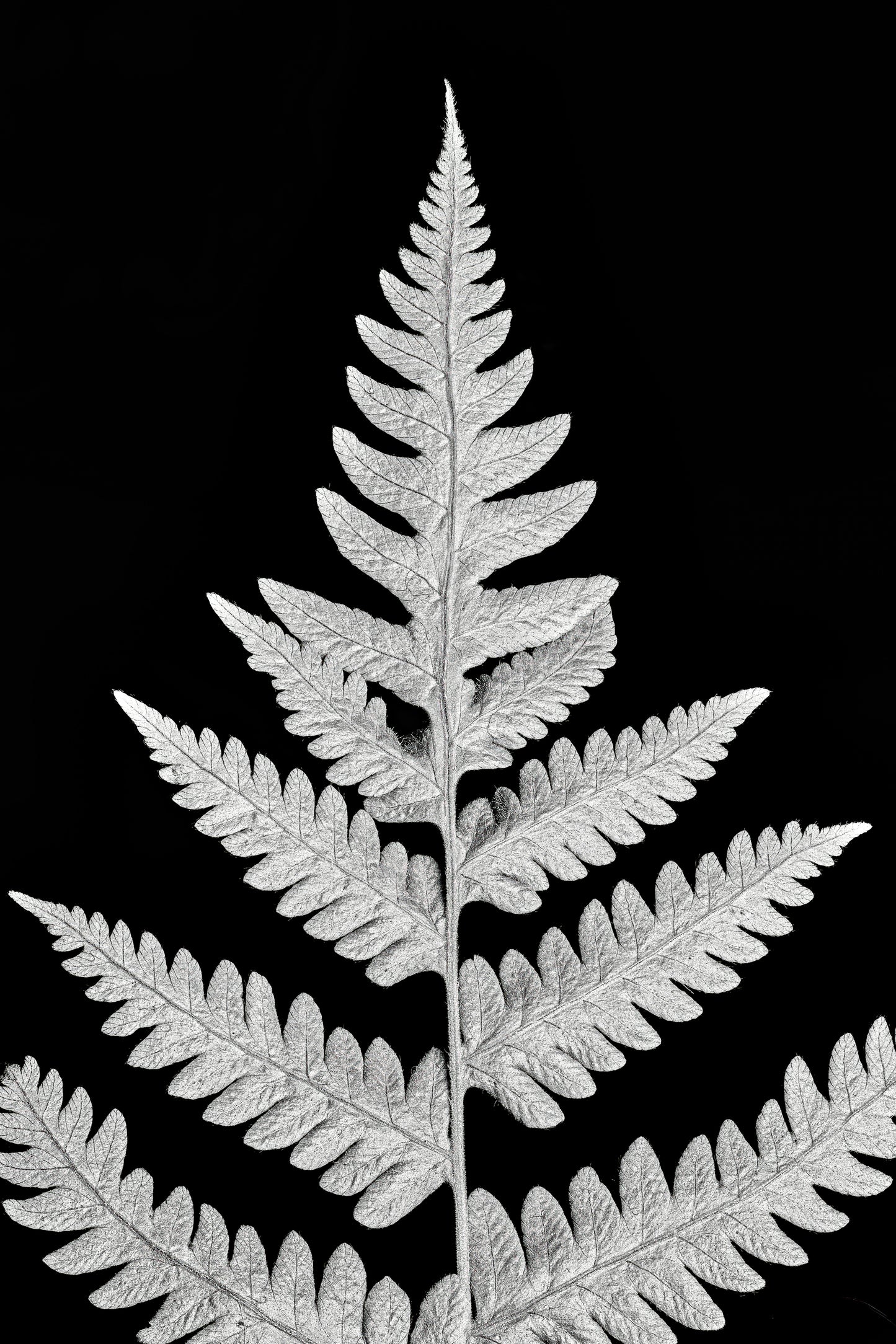 Inverted Viridescence