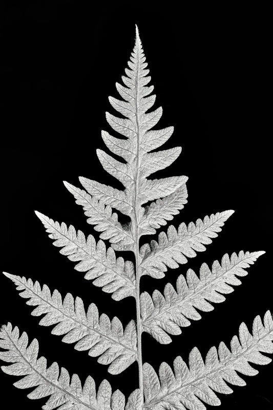 Inverted Viridescence