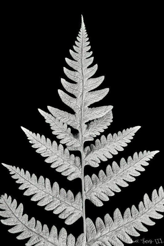 Inverted Viridescence