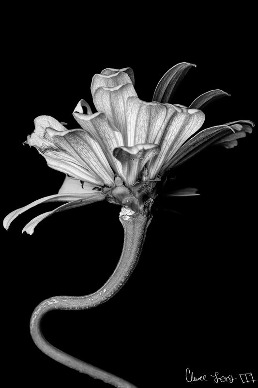 Kingsnake’s Florescence