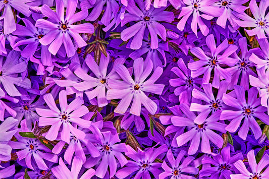 Lavender Moss Phlox