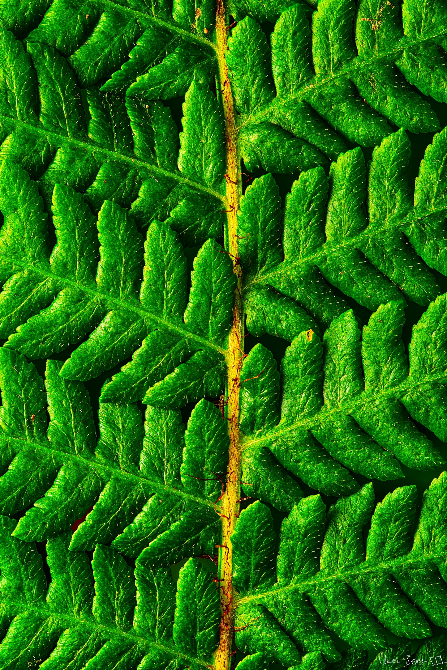 Lush Vitality